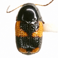 Cryptocephalus binominis