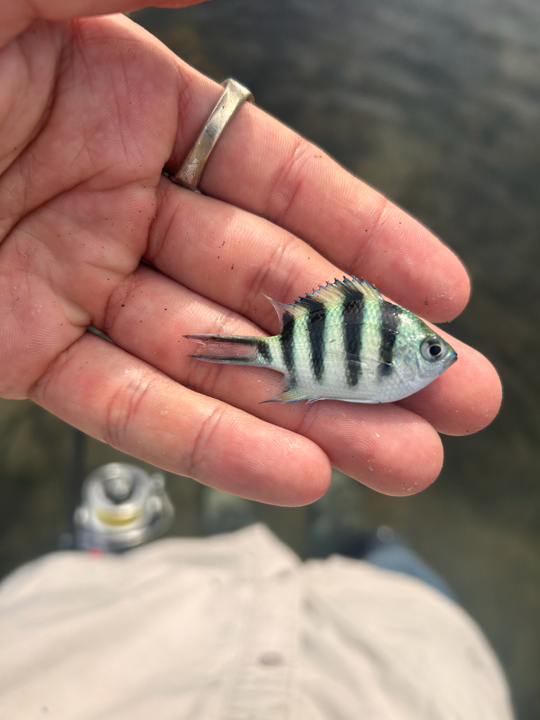 Scissor-tail Sergeant (Abudefduf sexfasciatus)
