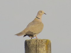 Streptopelia decaocto