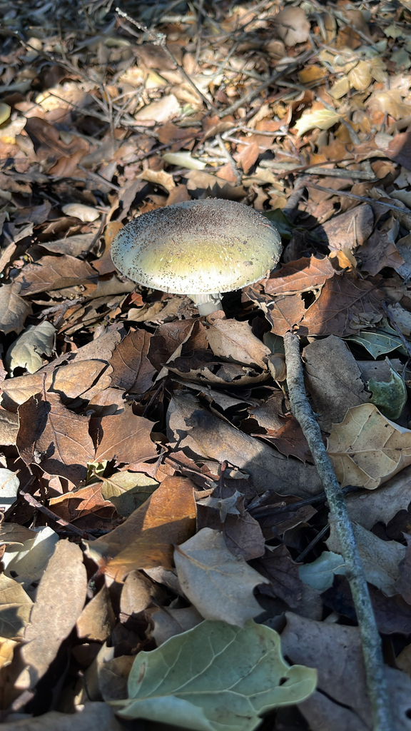Amanita phalloides · January 2026 · photo: © htasoff (iNaturalist, cc-by-nc)