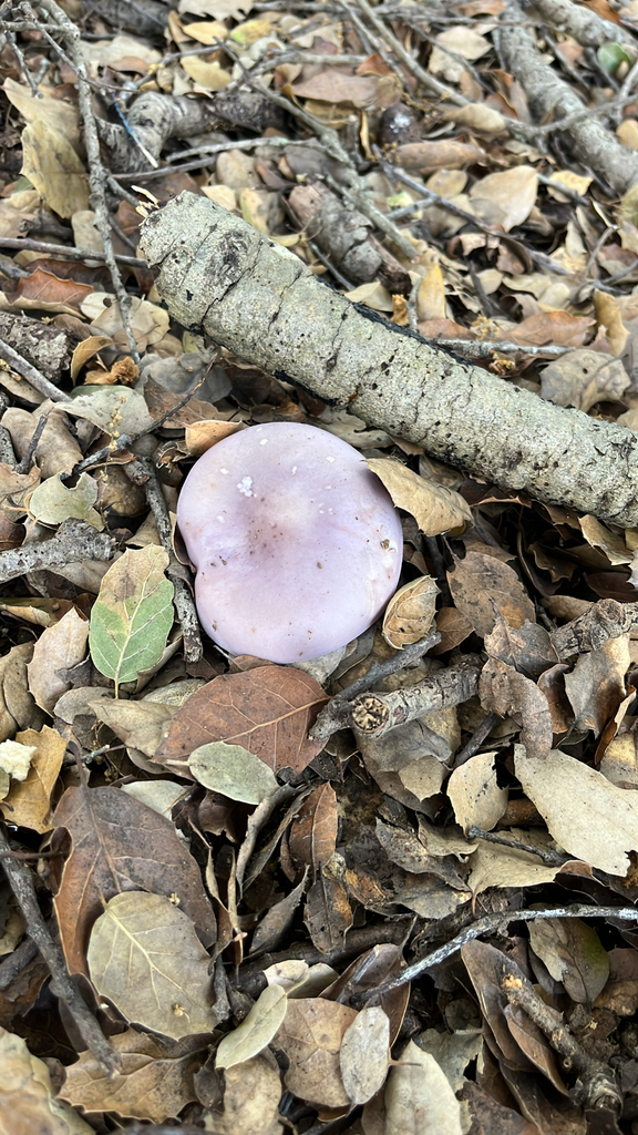 Collybia nuda · January 2026 · photo: © htasoff (iNaturalist, cc-by-nc)
