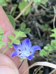Nemophila menziesii integrifolia
