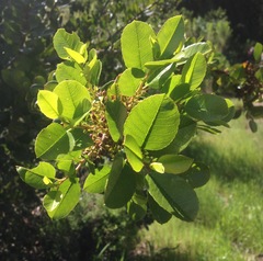 Rhamnus pirifolia