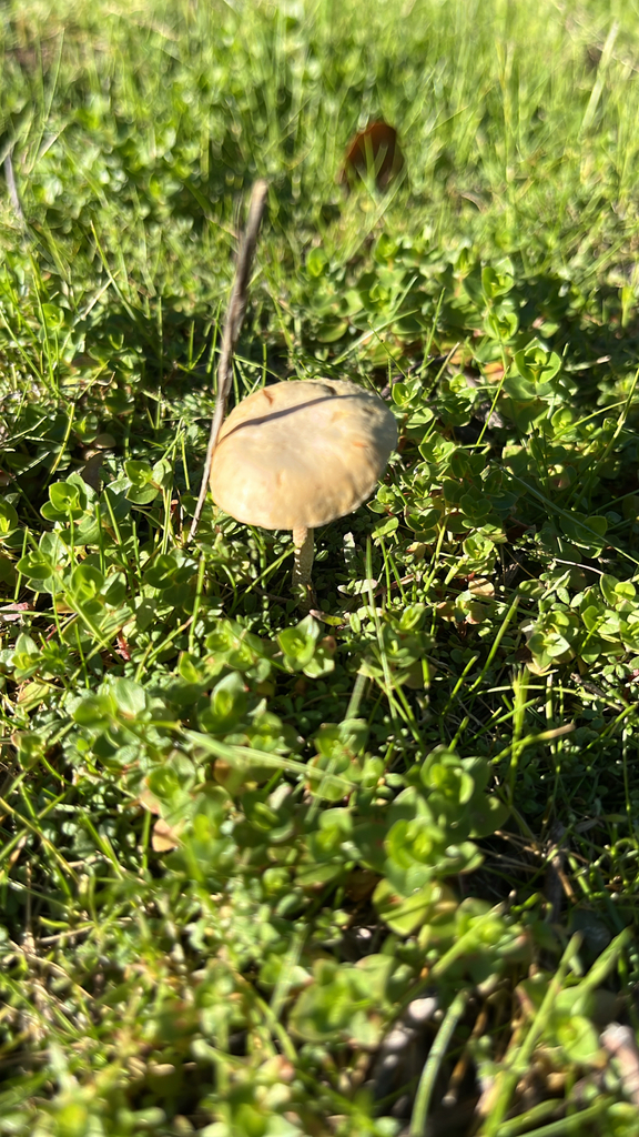 Agrocybe pediades · February 2026 · photo: © htasoff (iNaturalist, cc-by-nc)