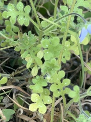 Nemophila menziesii integrifolia