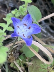 Nemophila menziesii integrifolia