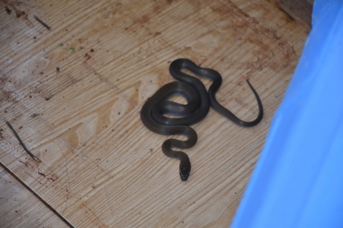 Boaedon angolensis
