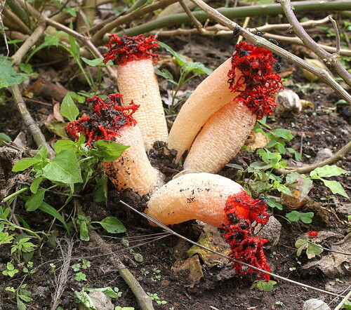 Coral Stinkhorn
