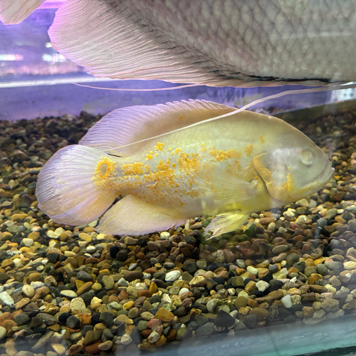 Cá hổ báo màu vàng trắng (albino) bơi trong bể kính nền sỏi