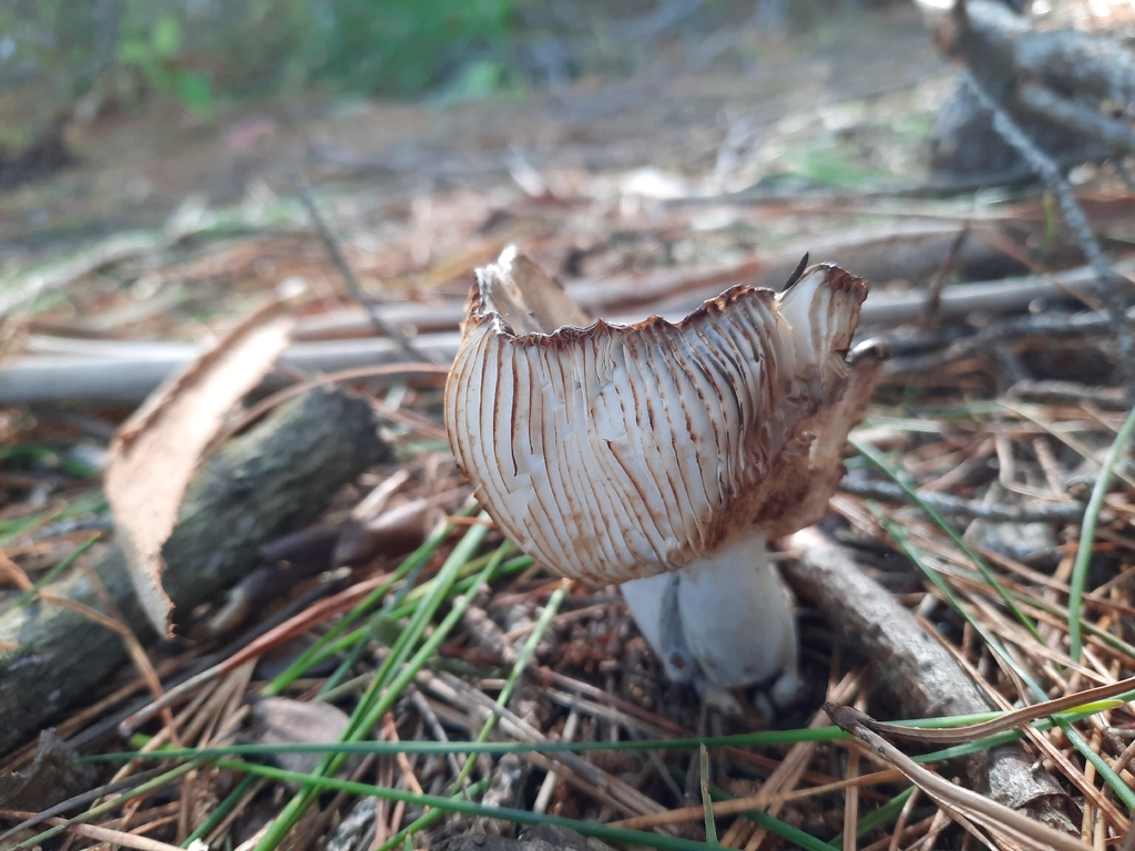 Russula amoenolens · February 2026 · photo: © maxxrandomnumbers (iNaturalist, cc0)