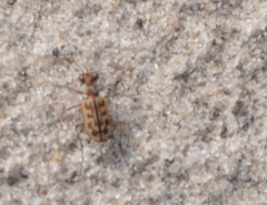 Lophyra tetradia