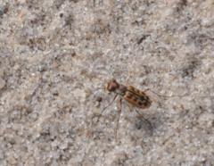 Lophyra tetradia