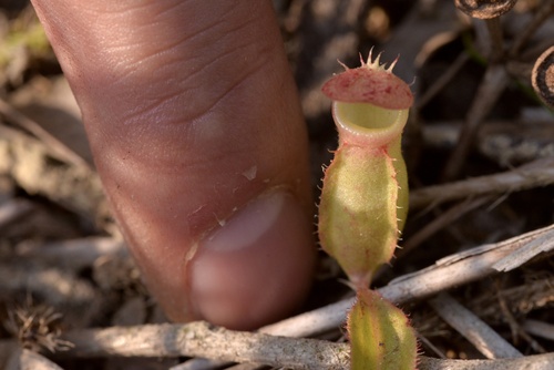 Common Swamp Pitcher-Plant