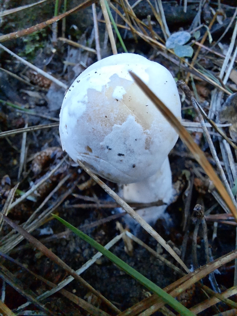 Amanita junquillea · February 2026 · photo: © maxxrandomnumbers (iNaturalist, cc0)