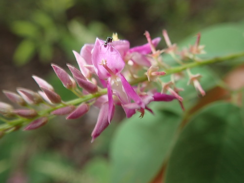 Indigofera saxicola, 2025-12-28