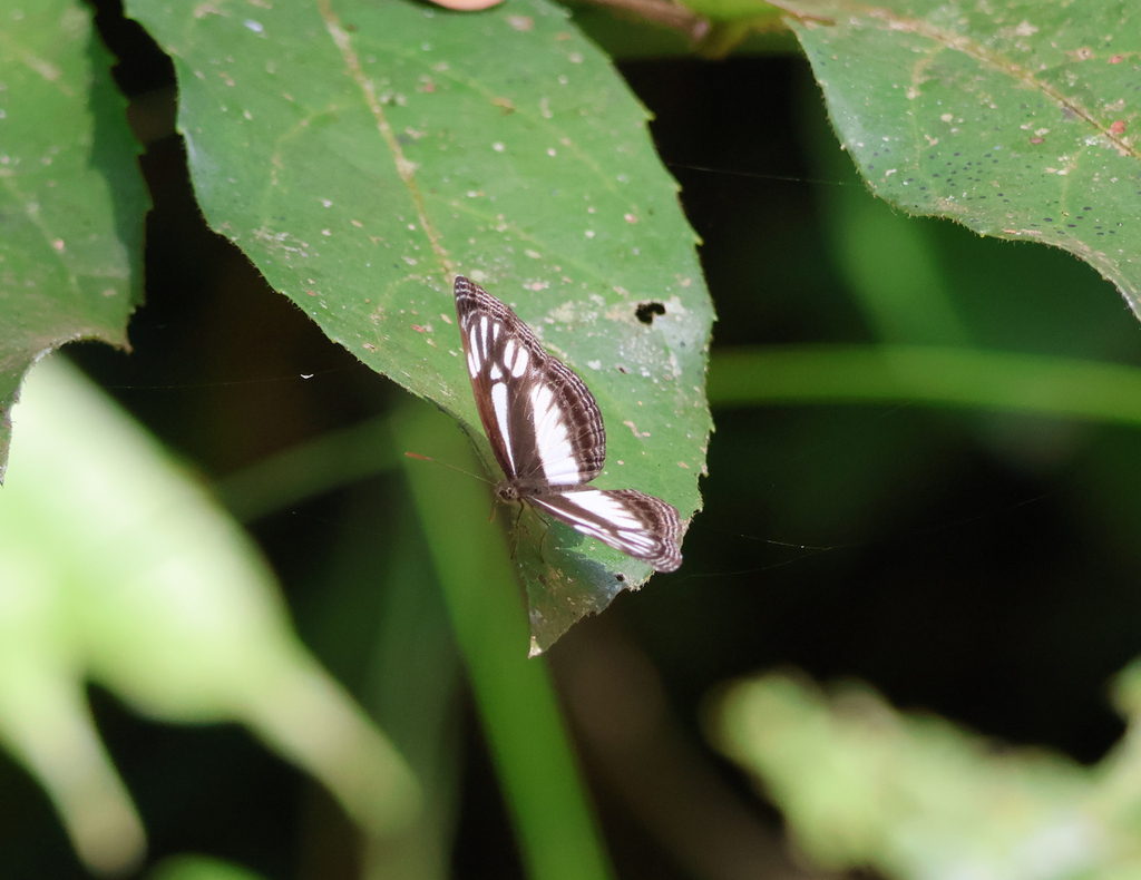 Neptis troundi