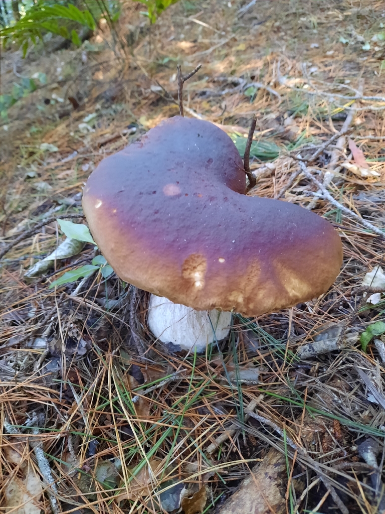 Boletus edulis · February 2026 · photo: © maxxrandomnumbers (iNaturalist, cc0)