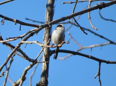 Aegithalos caudatus