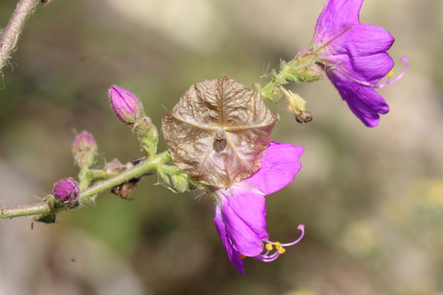 Mirabilis aggregata