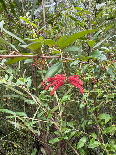Grevillea parvula