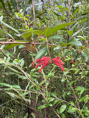 Grevillea parvula