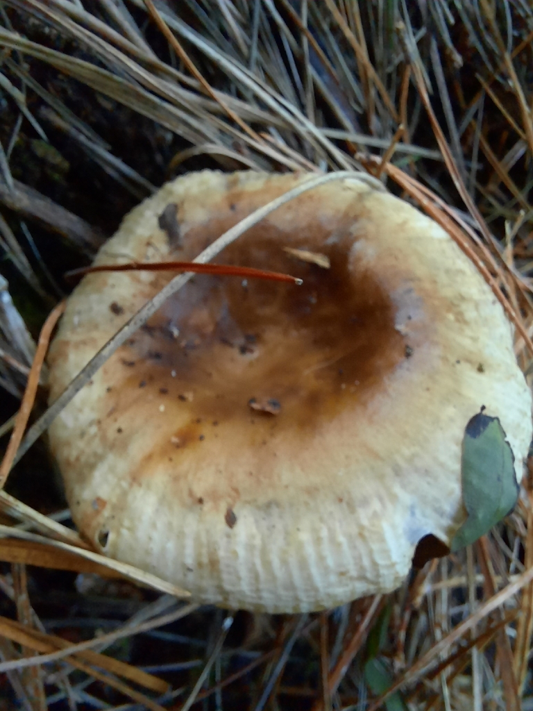 Russula amoenolens · February 2026 · photo: © maxxrandomnumbers (iNaturalist, cc0)