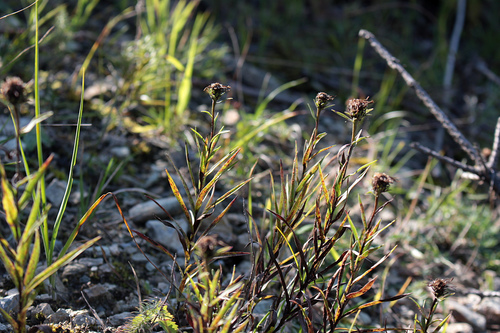 oman mečolistý (Pentanema ensifolium)