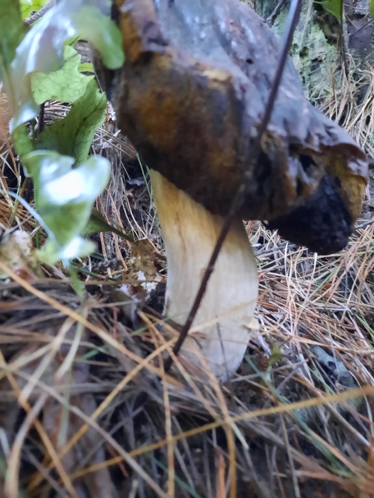 Boletus edulis · February 2026 · photo: © maxxrandomnumbers (iNaturalist, cc0)