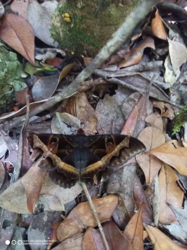 Cyligramma disturbans