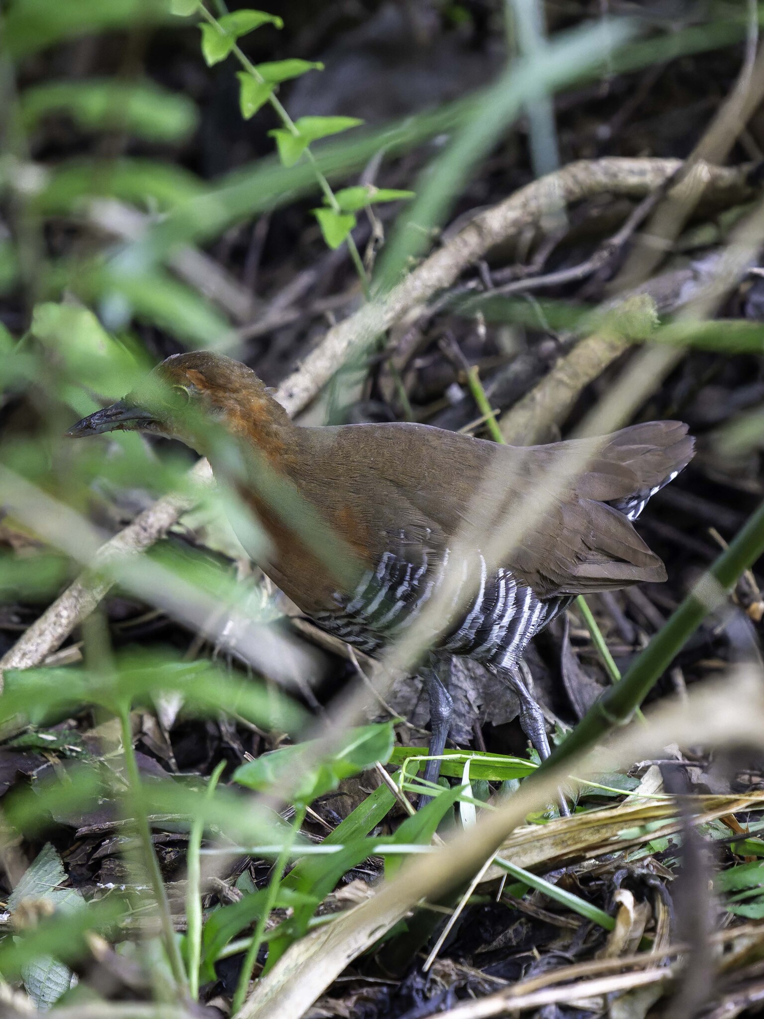 Slaty-legged Crake (Rallina eurizonoides), photo 3