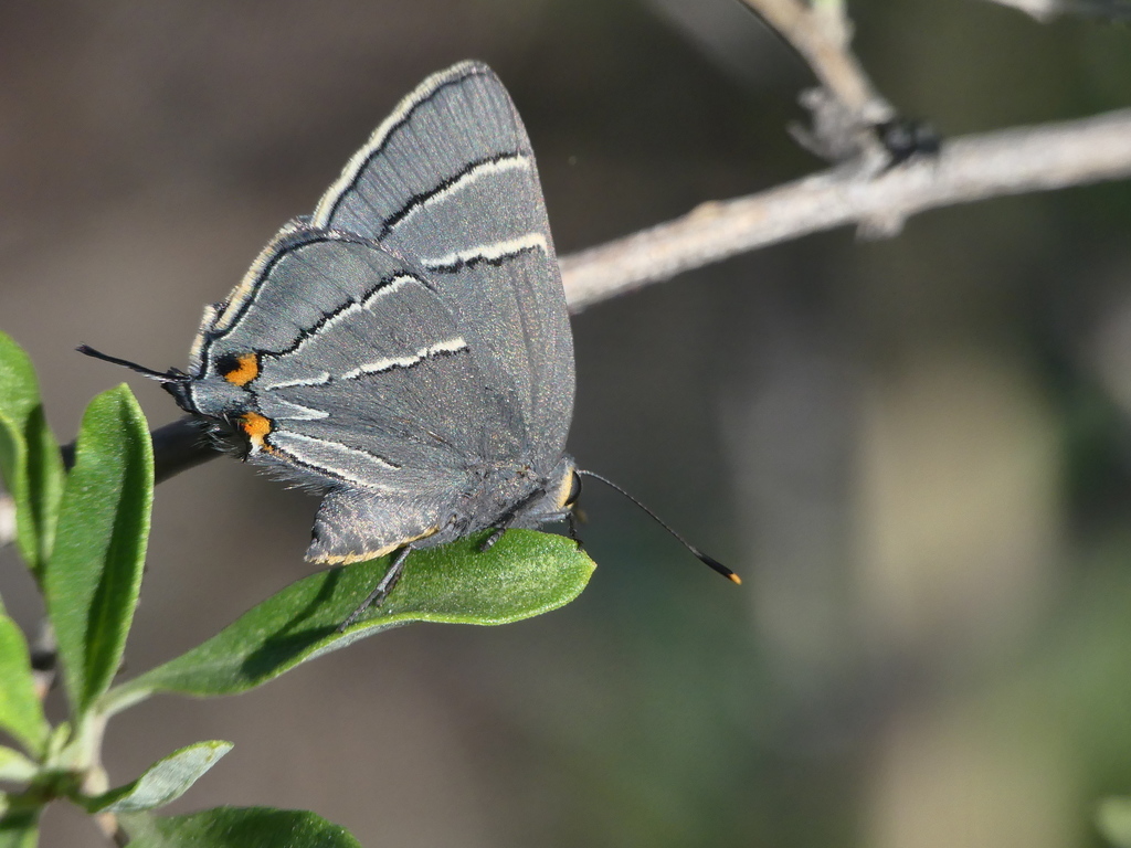 Atlides thargelia