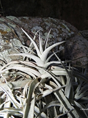 Tillandsia albida