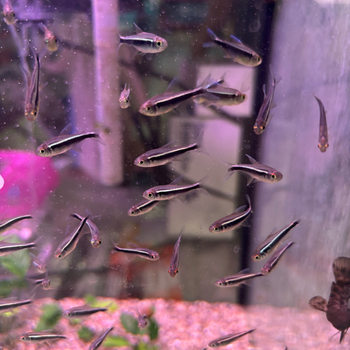 Black Neon Tetra