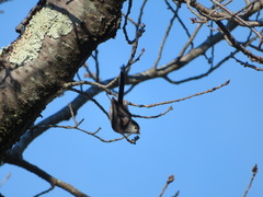 Aegithalos caudatus