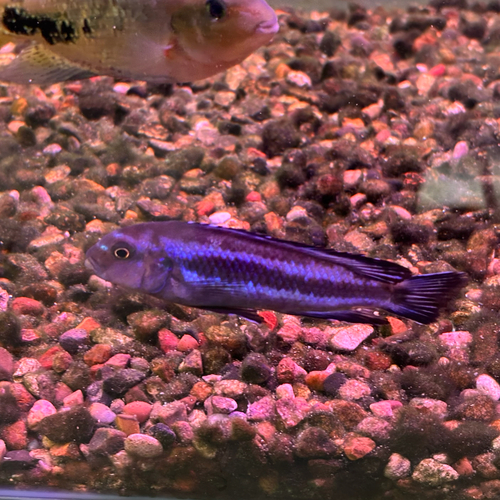 Bluegray mbuna (Pseudotropheus johannii) — Cichlidae — 5