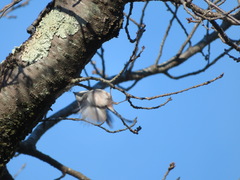 Aegithalos caudatus