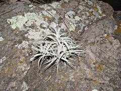 Tillandsia albida