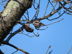 Aegithalos caudatus