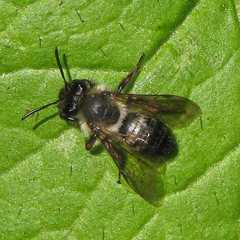 Andrena