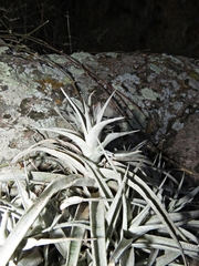 Tillandsia albida
