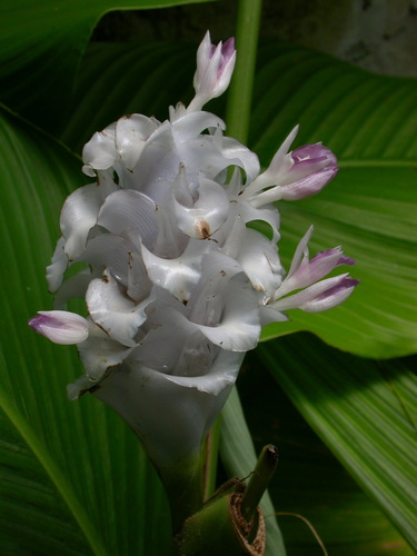 Goeppertia burle-marxii