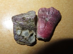 Megabalanus concinnus
