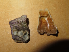 Megabalanus concinnus