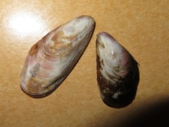 Semimytilus patagonicus