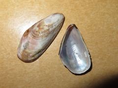 Semimytilus patagonicus