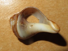 Stramonita delessertiana