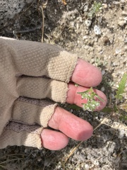 Cryptantha maritima maritima