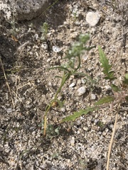 Cryptantha maritima maritima