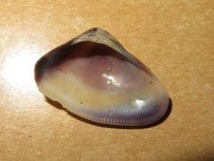Donax obesulus