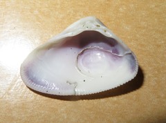 Donax obesulus
